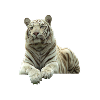 White Tiger Png Pic PNG Image