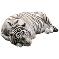 White Tiger Png Image PNG Image