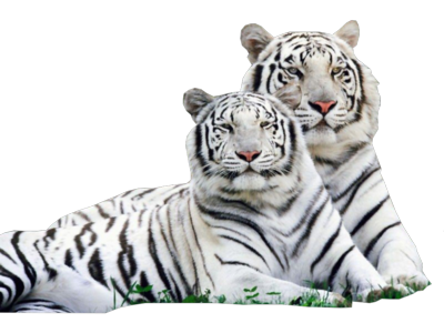 White Tiger Png PNG Image