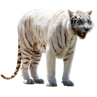 White Tiger Png Clipart PNG Image