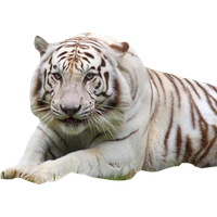 White Tiger Png Hd PNG Image