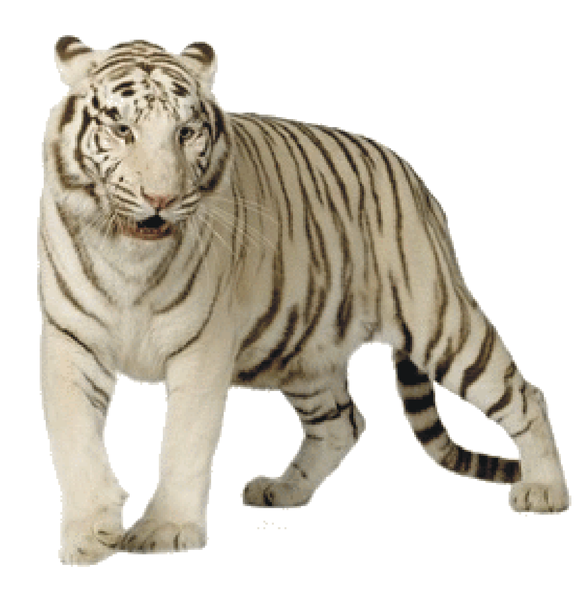 White Tiger Picture PNG Image