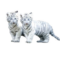 White Tiger Png File PNG Image