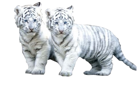 Download White Tiger Png File HQ PNG Image | FreePNGImg