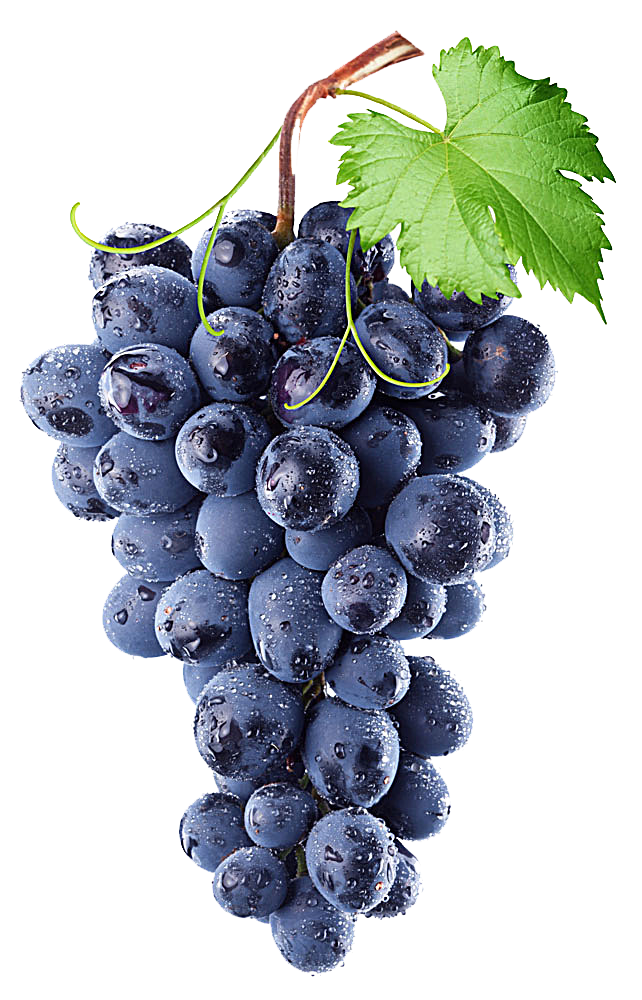 Isabella Grape Concord Purple Vine Common Wine PNG Image