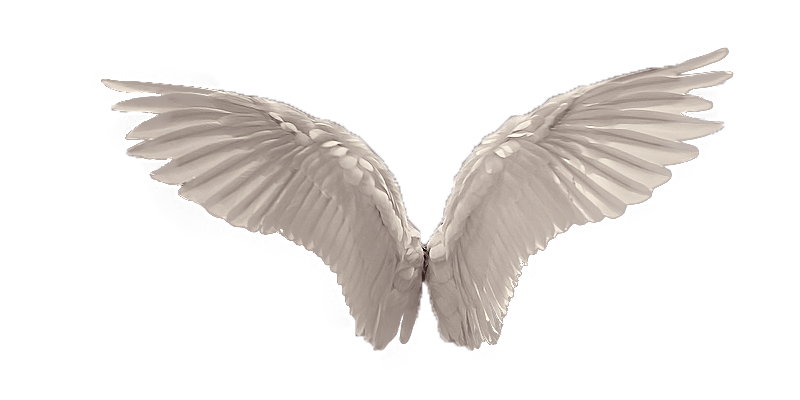 Hewan Burung Merpati Gambar Vektor Gratis Di Pixabay