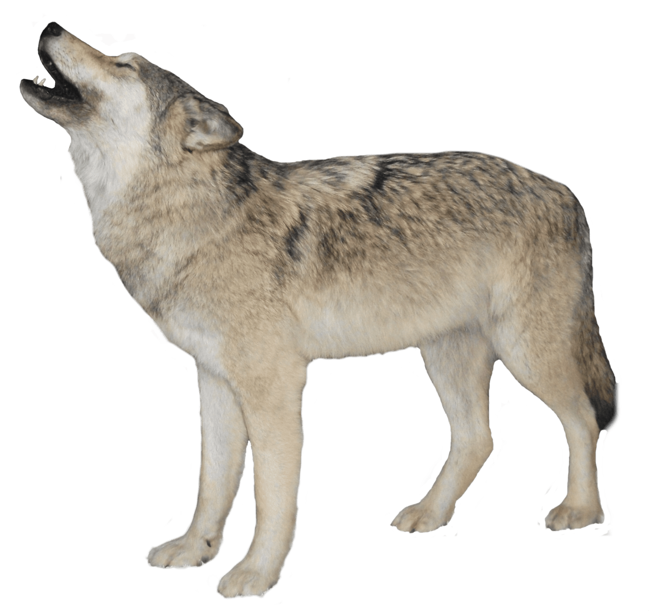 Black Wolf Png Image Picture Download PNG Image