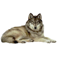 Wolfoo Png 