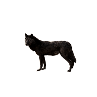 Wolf PNG transparent image download, size: 414x506px