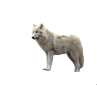 Download Wolf Png Images HQ PNG Image FreePNGImg