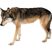 Wolf Png Image PNG Image