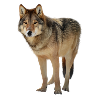 Wolf Png Clipart PNG Image