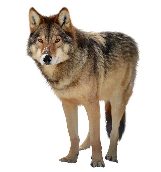 Download Wolf Png Clipart Hq Png Image Freepngimg