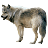 Download Wolf Free PNG photo images and clipart | FreePNGImg