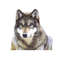 Snow Wolf Clip Art PNG