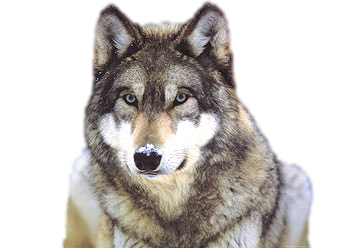 Snow Wolf Clip Art PNG Image