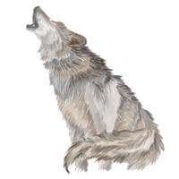 Wolves Howl PNG