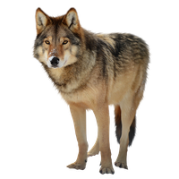Download Wolf Free Png Photo Images And Clipart Freepngimg