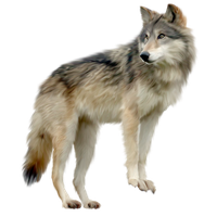Wolf Clip Art PNG