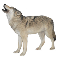 White Wolf Transparent Background PNG