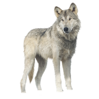 Download Wolf Png Images HQ PNG Image | FreePNGImg