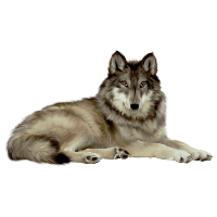Download Snow Wolf Clip Art HQ PNG Image | FreePNGImg