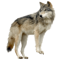 Download Wolf Free PNG photo images and clipart | FreePNGImg