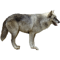 Download Loups Free Png Photo Images And Clipart Freepngimg