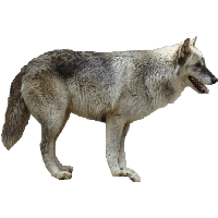 Wolf PNG transparent image download, size: 414x506px