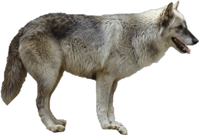 Wolf Png Image Picture Download PNG Image