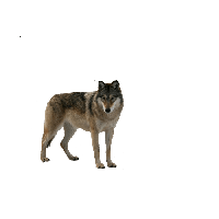 Wolf Png Image Picture Download PNG Image