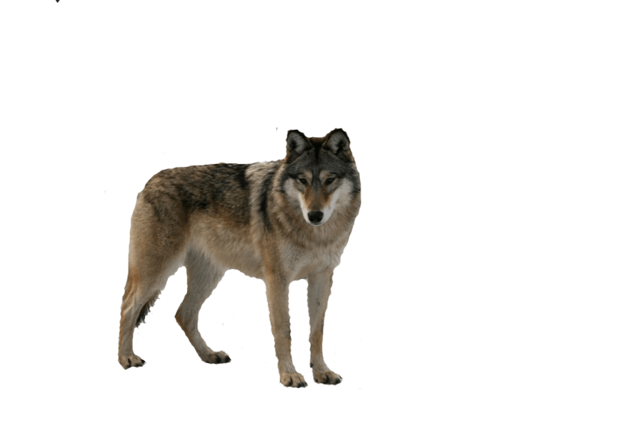 Gray Wolf PNG Transparent Images Free Download