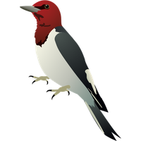 Woodpecker Png Image Transparent HQ PNG Download | FreePNGImg