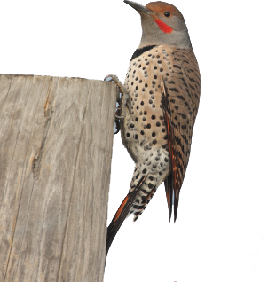 Woodpecker Picture PNG Image