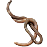 Download Worms Free PNG photo images and clipart | FreePNGImg