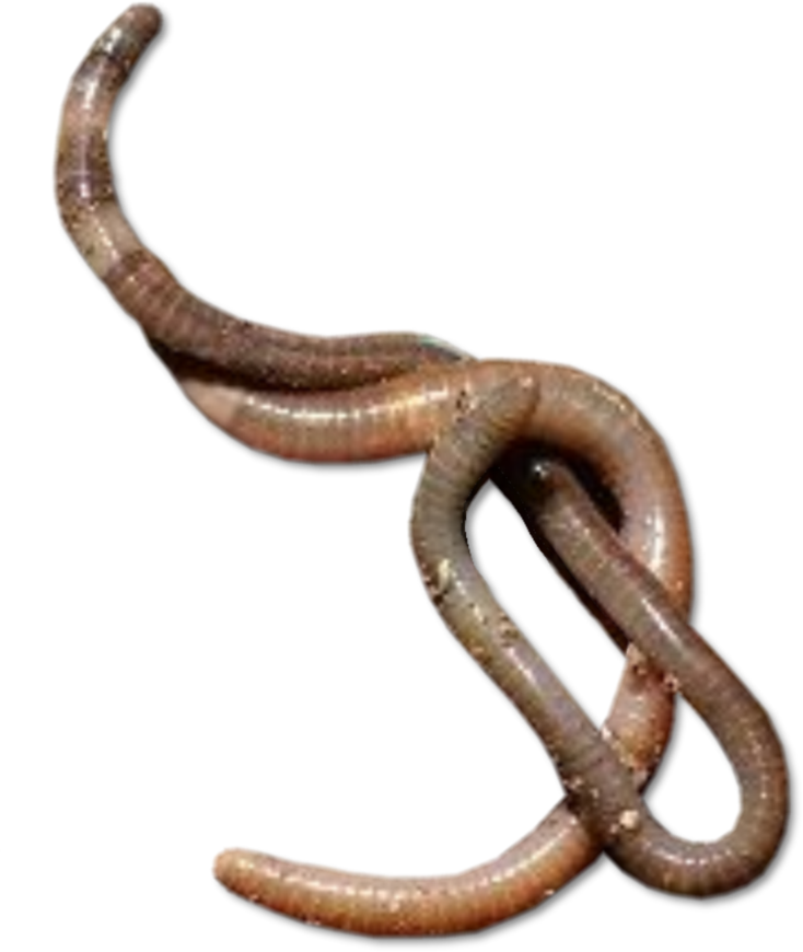 Worms Transparent PNG Image