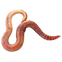 Worms Png Clipart PNG Image