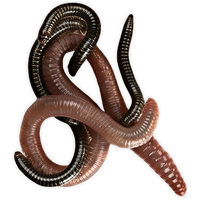 Worms Png Pic PNG Image