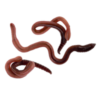 Worms Png Image Transparent HQ PNG Download | FreePNGImg