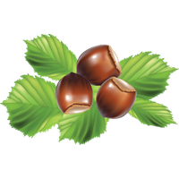 Edible Hazelnut Download Free Image PNG Image