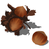 Hazelnut Free Photo PNG Image