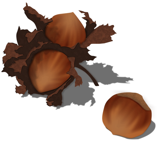 Hazelnut Free Photo Transparent PNG Image