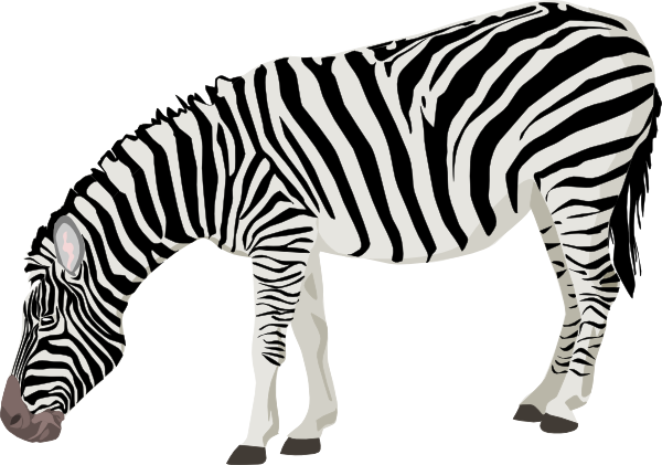 Zebra Free Download Png PNG Image