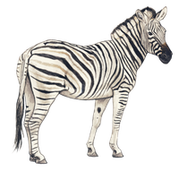 Zebra Clipart PNG Image
