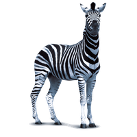 Zebra standing on hind legs, facing viewer png download - 2984*3852 - Free  Transparent Zebra png Download. - CleanPNG / KissPNG