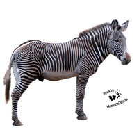 Zebra Picture PNG Image