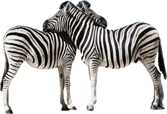 Zebra Png Picture PNG Image